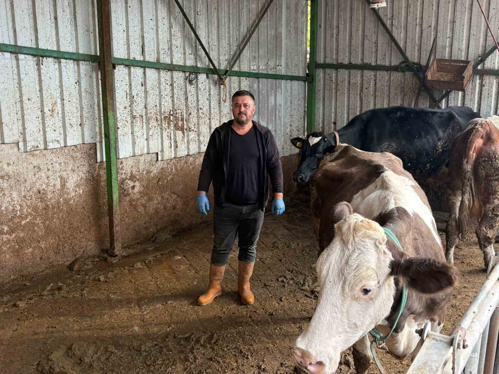 Şap hastalığına bir hayvanını daha verdi