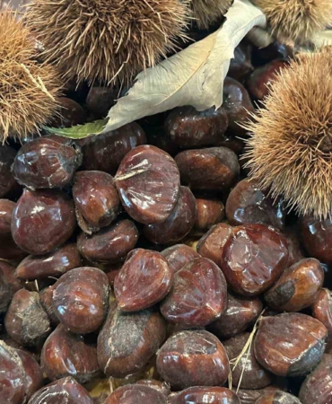 Bursa kestanesinin geleceği konuşuldu