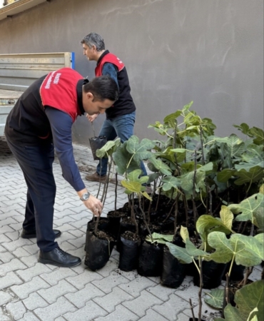 Gömeç’te incir üretimini artıracak adım, 499 sertifikalı fidan dağıtıldı