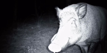 Yaban domuzunun fotokapanla savaşı: Söküp parçalamaya çalıştı