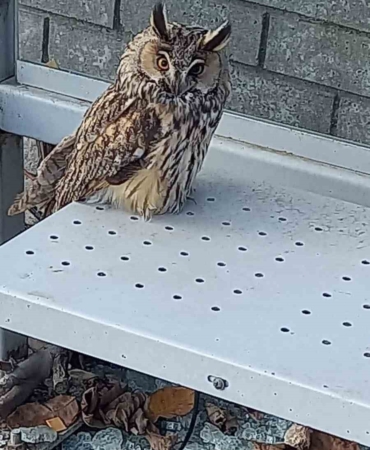 Yaralı halde bulunan kulaklı orman baykuşu koruma altına alındı