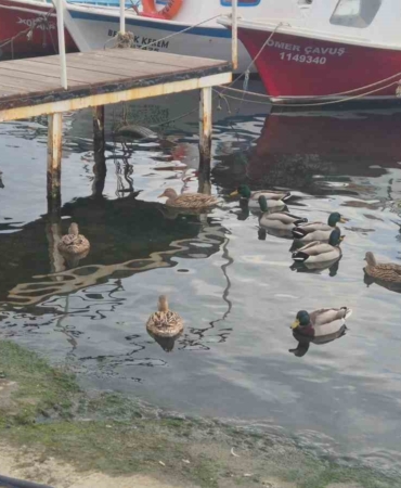 Limanın maskotu ördekler