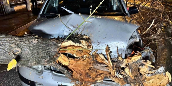 Seyir halindeki otomobilin üzerine ağaç devrildi