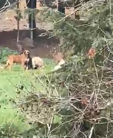 Derince’de başıboş köpek tepkisi: "30’a yakın köpek bir arada dolaşıyor"