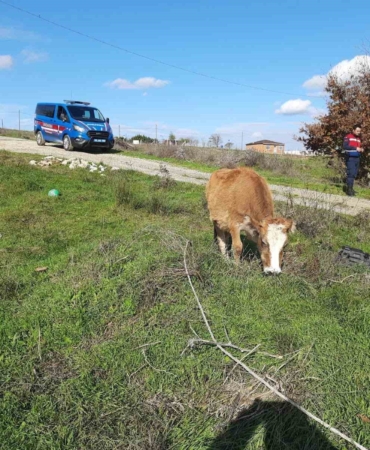 Saray’da kaçak yollarla getirilen 9 büyükbaş hayvan kesime gönderildi