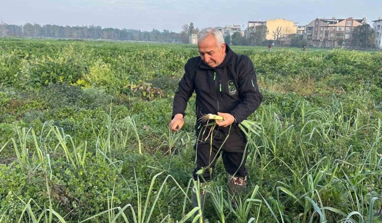 Ata tohumundan ilaç kullanılmadan üretiliyor, Kent Lokantası’ndaki yemeklerde kullanılıyor