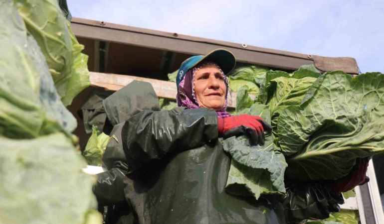 Hasadın yükünü kadınlar taşıyor: Yağmur, çamur demeden bin bir zorluklarla çalışıyorlar