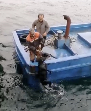 Lapseki’de iskelede denize düşerek sürüklenen köpeğin yardımına balıkçılar yetişti