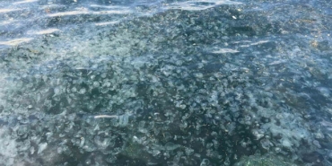 Üsküdar’da hayrete düşüren görüntü: Binlercesi kıyıya vurdu