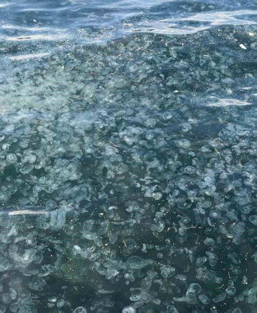 Üsküdar’da hayrete düşüren görüntü: Binlercesi kıyıya vurdu