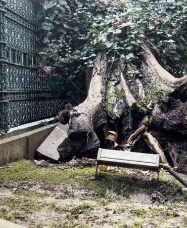 Eyüp Sultan Camii avlusundaki ağaç devrildi