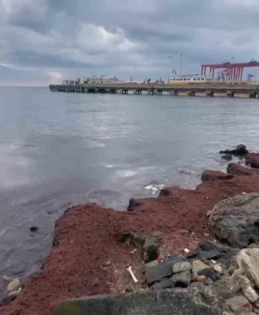 Tekirdağ’da kuvvetli rüzgar sahili kırmızı yosunla kapladı