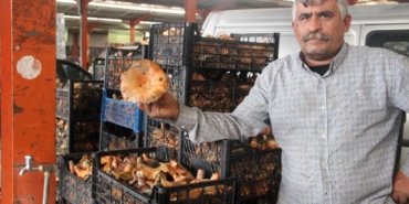 Bayramiç’te kanlıca mantarı köylünün gelir kapısı oldu