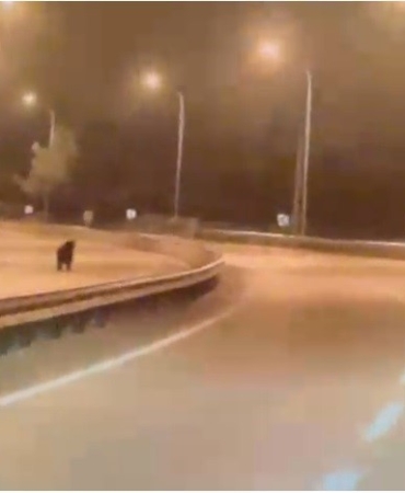 Bilecik’te ayı ana yola indi