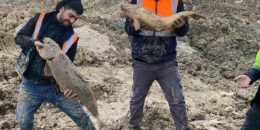 Arnavutköy’de İBB’nin döküm sahasına çevirdiği Mavi Göl’de balıklar can çekişiyor