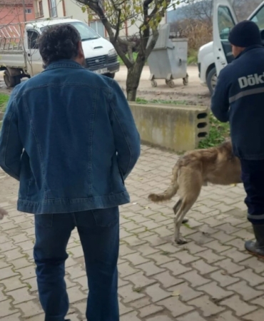 Bilecik’te evcil hayvanlar kayıt altına alınıyor