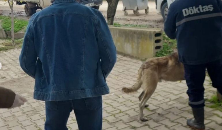 Bilecik’te evcil hayvanlar kayıt altına alınıyor