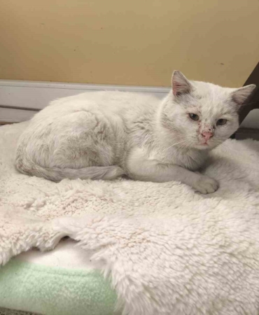 Okul, sokak kedisinin yuvası oldu