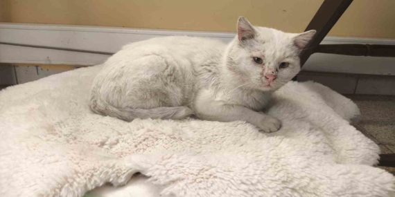 Okul, sokak kedisinin yuvası oldu