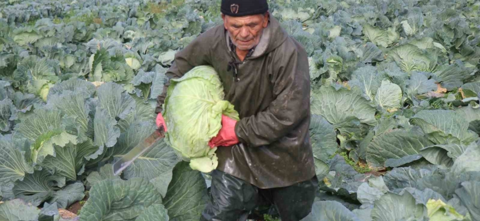 Turşuların başrol oyuncusu lahananın hasadına devam ediliyor