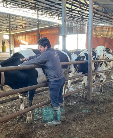 Tekirdağ’da şap aşısı çalışmaları aralıksız sürüyor