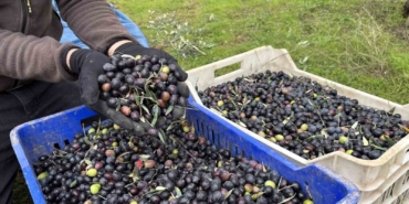 Orta Sakarya Vadisi’ndeki mikroklima etkisine sahip Osmaneli’nde zeytinler hasat sona erdi