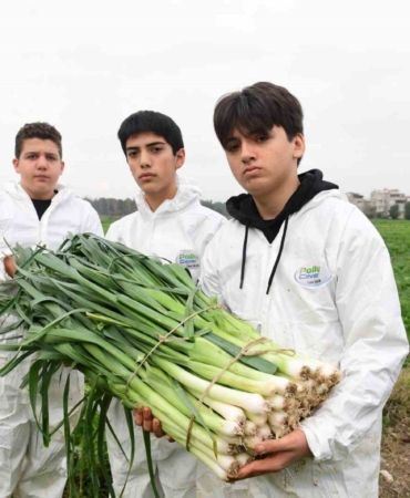 Osmangazi’de pırasa hasadıyla doğallık sofralara taşınıyor