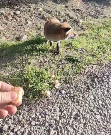 Tarihi Alan’da insanlara alışan tilki bölgenin maskotu oldu