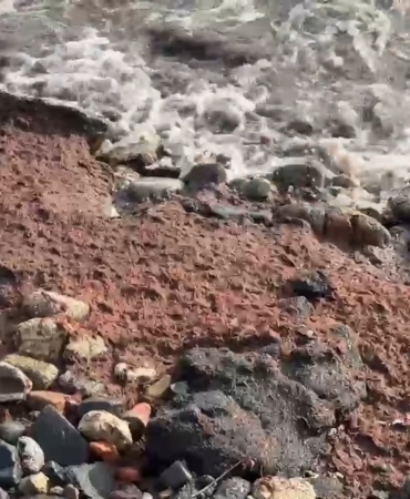 Tekirdağ’da poyraz kızıl yosun sürükledi