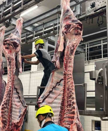 Büyükşehir mezbahasında 6 bin 29 kesim yapıldı