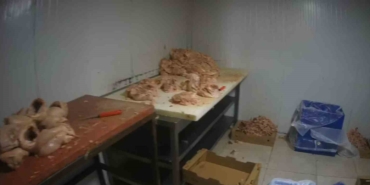 Kocaeli’de merdiven altı tavuk parçalama tesisine suçüstü