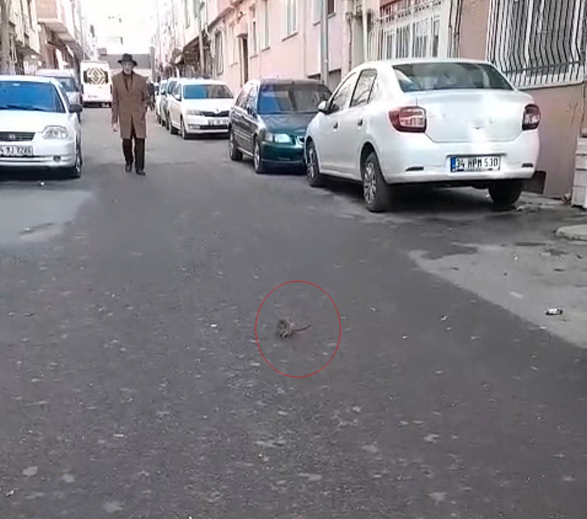 Sokakta fare paniği: Çevreyi kötü kokular sardı