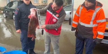 Kaçak avcılık operasyonunda 500 kalkan balığına el konuldu