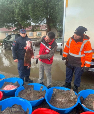 Kaçak avcılık operasyonunda 500 kalkan balığına el konuldu