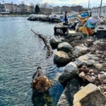 Marmara Denizi’nde feribot trafiği için tehlike oluşturan yüzen ağaç kıyıya çekildi