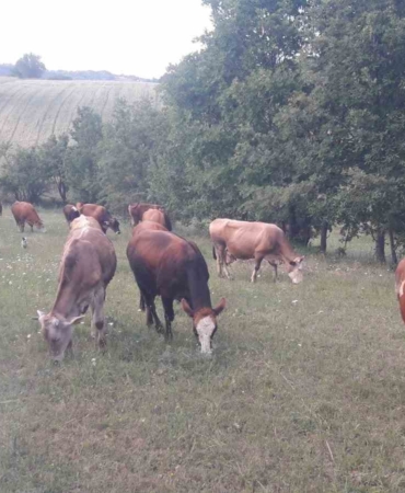 Bilecik’te şap alarmı: Hayvan giriş-çıkışları yasaklandı