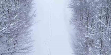 Karların arasında süzülen kızıl geyik havadan görüntülendi