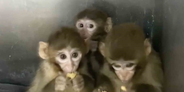 Bursa’da 3 makak maymunu koruma altına alındı