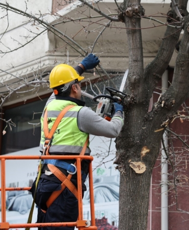 Küçükçekmece’de budanan ağaçlar, ihtiyaç sahiplerine yakacak oluyor
