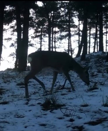Tekirdağ’da Ganos Dağı’nda yaban hayatı fotokapana yansıdı