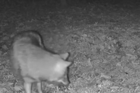 Terkos Gölü kıyısında gece sürprizi: Karavan kampçısının kamerasına kurt yansıdı