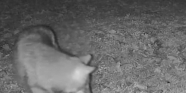 Terkos Gölü kıyısında gece sürprizi: Karavan kampçısının kamerasına kurt yansıdı