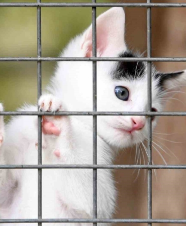 Osmangazi Belediyesi can dostların umudu oluyor