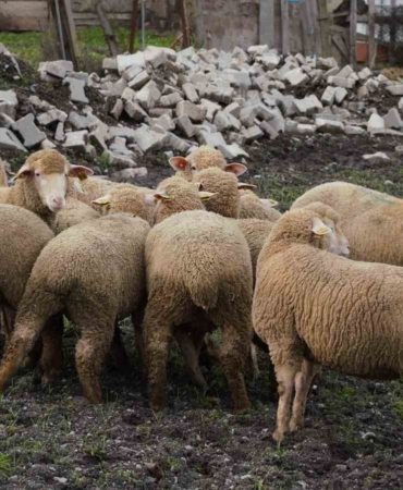 Balıkesir çiftçisine yüzde 100 hibeli damızlık desteği