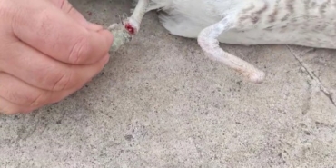 Bir ayağı ampute, bir ayağı misinaya dolandı: Pendik’te martının kurtarılma anı kameralarda