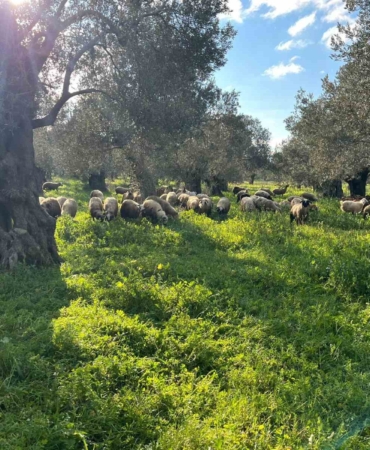 Balıkesir’de zeytinliklerde koyun otlatan çobana ceza