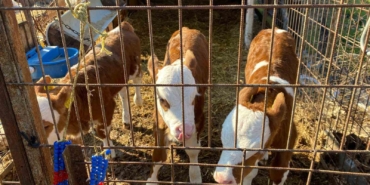 Edirne’nin Orhaniye köyünde üçüz buzağı dünyaya geldi