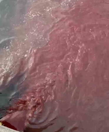 Bandırma’da deniz yüzeyi kırmızıya döndü