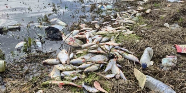 Eyüpsultan’da gölette yosun patlaması: Çok sayıda balık telef oldu