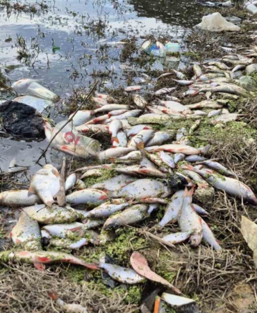 Eyüpsultan’da gölette yosun patlaması: Çok sayıda balık telef oldu